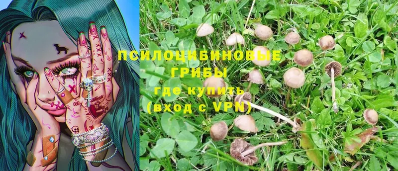 продажа наркотиков  Михайловск  Галлюциногенные грибы Psilocybe 